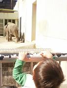 ゾウが見たいんじゃ