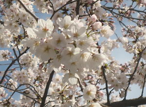 sakura_0803292.jpg