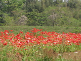 なんの花だろう？