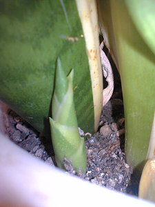 Sansevieria_0707012