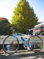 イチョウと自転車