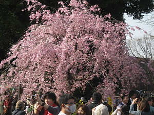 sakura_0804052.jpg