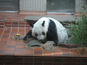 ueno_zoo_0804051.jpg