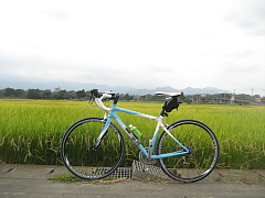 黄金色の田んぼ