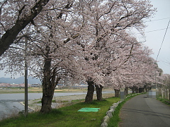 相模川の桜