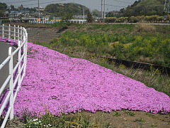 境川CRの芝桜