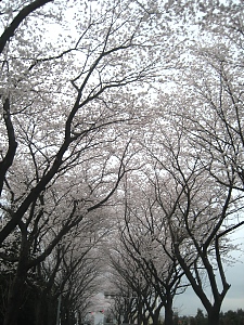 sakura_0803302.jpg