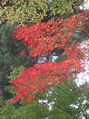 箱根の紅葉　小