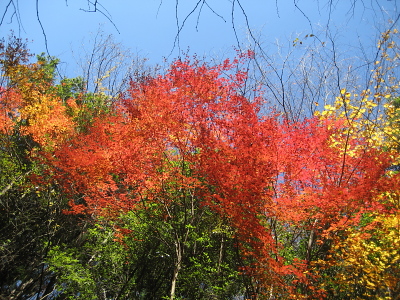 見事な紅葉