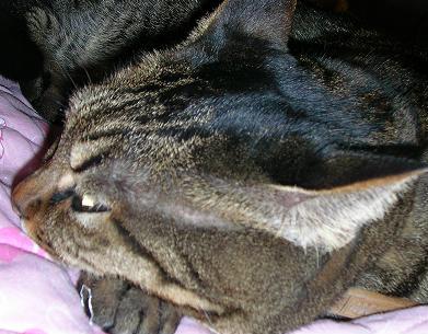 聞いてないようで聞いてる