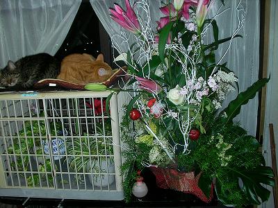 頂いた花と植物とララ　まゆ