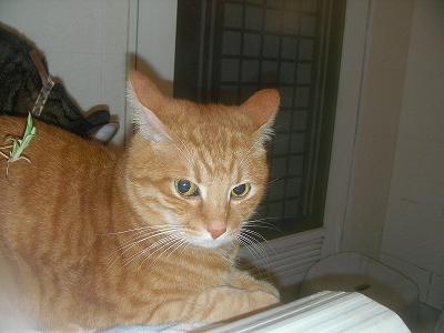 風呂の中のララ