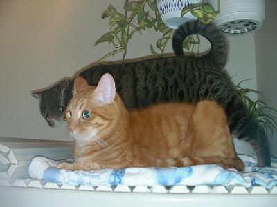 風呂の中のニャンコ達