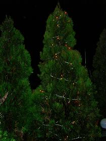 エレガンテシマ