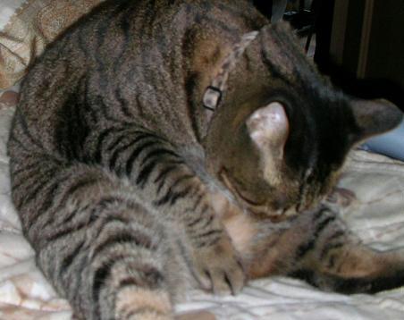 まゆ　綺麗に！