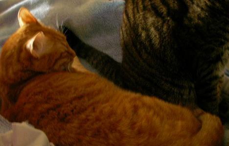 ララ　半分まゆ