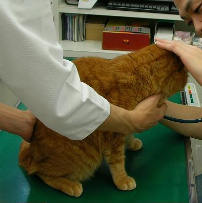 先生に懐かれる　ララ