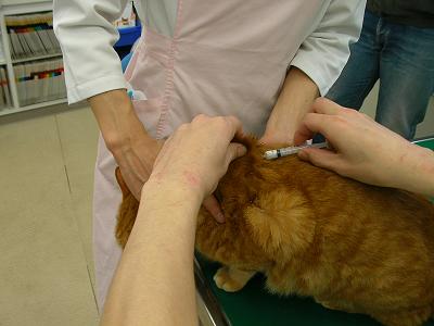 アレルギーの注射をする