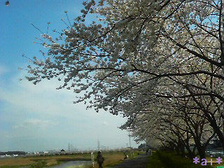 桜並木