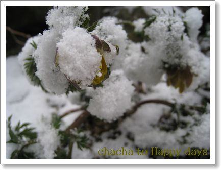 雪の福寿草