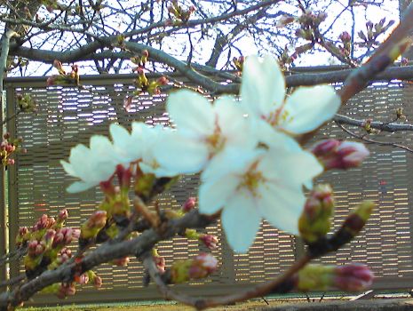 sakura_0324_01.jpg