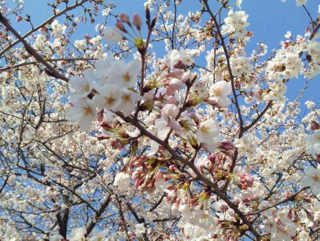 sakura_0403.jpg