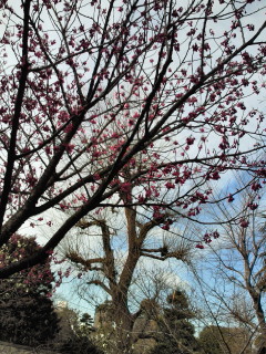 寒緋桜