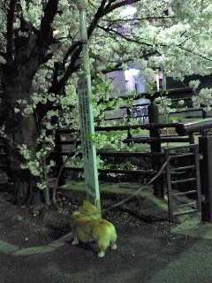 夜桜と