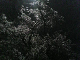 夜桜とお月様・・・。