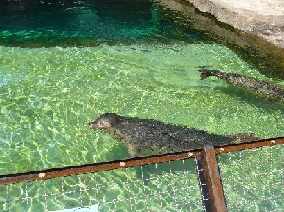 旭山動物園アザラシ２