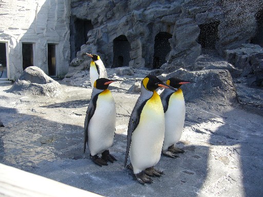 旭山動物園ペンギン