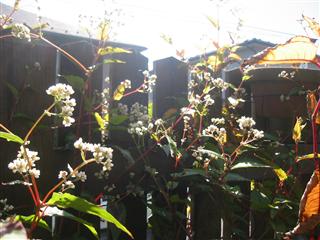 斑入りタデ・レッドドラゴン