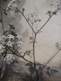 銅葉チャービル 006_R.JPG