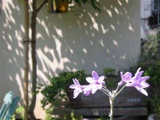 ツルバキア・シルバーレース