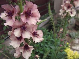 サザンチャーム２ 003_R.JPG