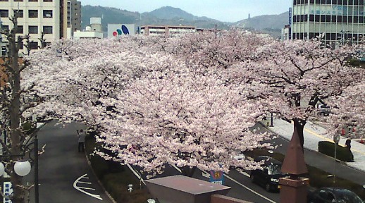 歩道橋のさくら