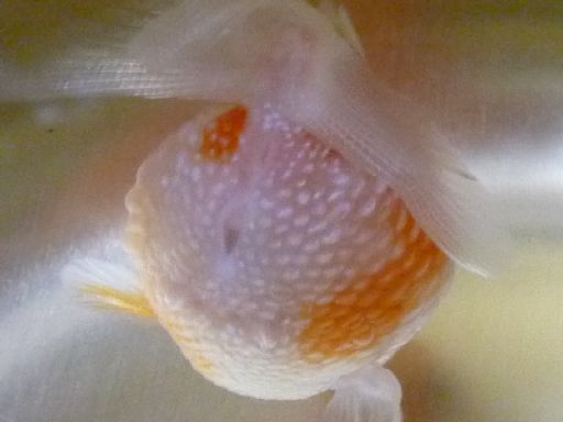 金魚 生体 の記事一覧 金魚飼育のブログ 楽天ブログ