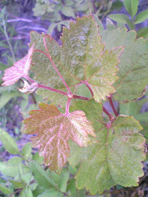 Vitis sp.