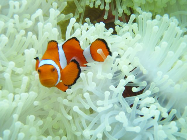 ニモ.jpg