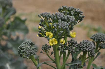 ブロッコリー１