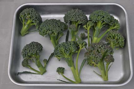 ブロッコリー２