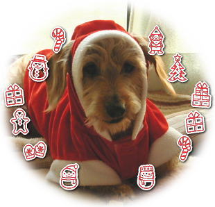 クリスマスハリー