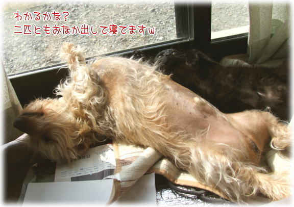 仰向けコンビｗ