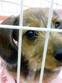 ホームセンターの女の子