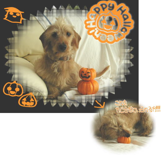 ハロウィンハリー