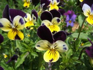 ビオラの花