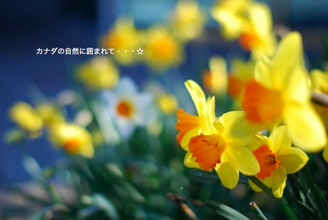 水仙のカード
