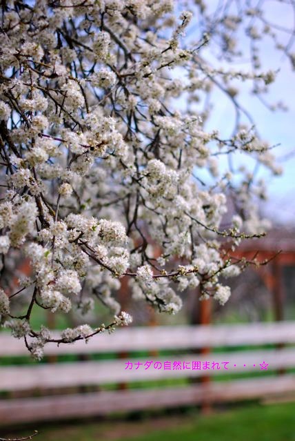 イースター桜
