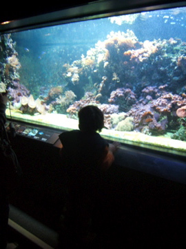 水族館１