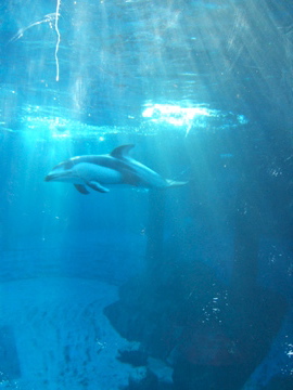 水族館４イルカ